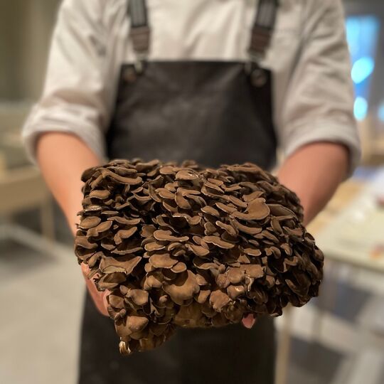 美味しさを映し出す料理のコレクション