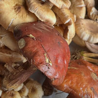 心に響く料理の美味しい情報などを紹介